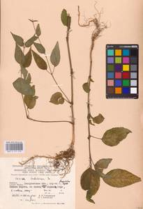 Circaea lutetiana L., Eastern Europe, West Ukrainian region (E13) (Ukraine)