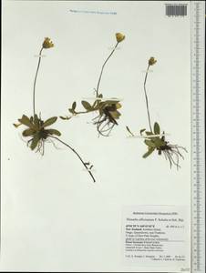 Pilosella officinarum Vaill., Australia & Oceania (AUSTR) (New Zealand)