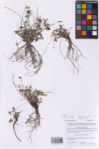 Potentilla heptaphylla L., Eastern Europe, Moscow region (E4a) (Russia)