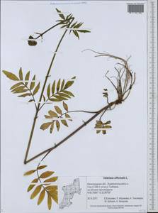Valeriana officinalis L., Eastern Europe, North-Western region (E2) (Russia)