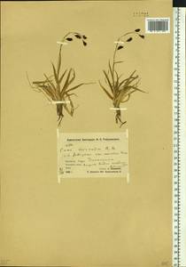 Carex fuliginosa Schkuhr, Siberia, Chukotka & Kamchatka (S7) (Russia)