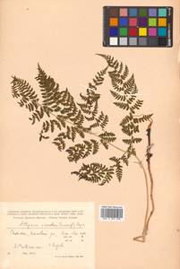 Diplazium sibiricum (Turcz. ex Kunze) Sa. Kurata, Siberia, Russian Far East (S6) (Russia)