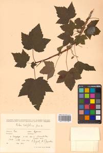 Ribes latifolium Jancz., Siberia, Russian Far East (S6) (Russia)