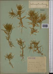 Ceratocarpus arenarius L., Middle Asia, Syr-Darian deserts & Kyzylkum (M7) (Uzbekistan)