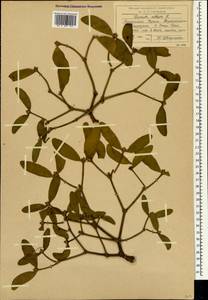 Viscum album L., Crimea (KRYM) (Russia)