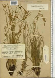 Carex oederi var. oederi, Siberia, Altai & Sayany Mountains (S2) (Russia)