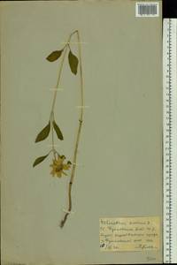 Helianthus annuus L., Eastern Europe, Moscow region (E4a) (Russia)