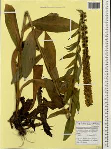 Digitalis ferruginea subsp. schischkinii (Ivanina) K. Werner, Caucasus, Stavropol Krai, Karachay-Cherkessia & Kabardino-Balkaria (K1b) (Russia)
