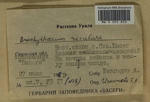 Brachythecium rivulare Schimp., Bryophytes, Bryophytes - Permsky Krai, Udmurt Republic, Sverdlovsk & Kirov Oblasts (B8) (Russia)