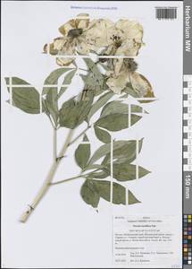 Paeonia lactiflora Pall., Siberia, Baikal & Transbaikal region (S4) (Russia)