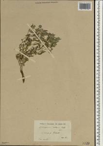 Moltkiopsis ciliata (Forsk.) I. M. Johnst., South Asia, South Asia (Asia outside ex-Soviet states and Mongolia) (ASIA) (Iran)