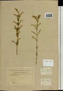 Silene viscosa (L.) Pers., Eastern Europe, Central forest-and-steppe region (E6) (Russia)