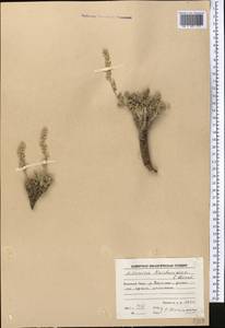 Artemisia kuschakewiczii C. Winkl., Middle Asia, Pamir & Pamiro-Alai (M2) (Tajikistan)