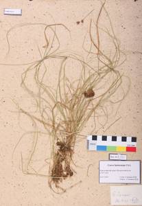Carex lasiocarpa Ehrh., Siberia, Altai & Sayany Mountains (S2) (Russia)