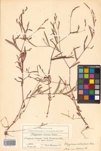 Persicaria erectominor (Makino) Nakai, Siberia, Russian Far East (S6) (Russia)