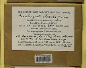 Anoectangium stracheyanum Mitt., Bryophytes, Bryophytes - Russian Far East (excl. Chukotka & Kamchatka) (B20) (Russia)