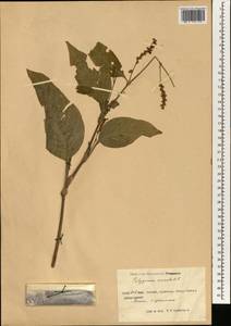 Persicaria orientalis (L.) Spach, South Asia, South Asia (Asia outside ex-Soviet states and Mongolia) (ASIA) (China)