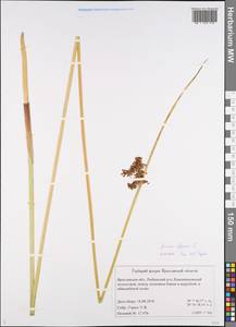 Juncus effusus L., Eastern Europe, Central forest region (E5) (Russia)