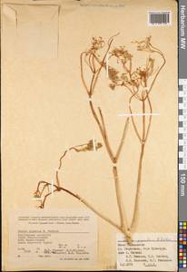Ferula gigantea B. Fedtsch., Middle Asia, Pamir & Pamiro-Alai (M2) (Tajikistan)