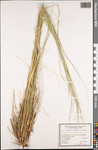 Stipa arabica Trin. & Rupr., South Asia, South Asia (Asia outside ex-Soviet states and Mongolia) (ASIA) (Iran)