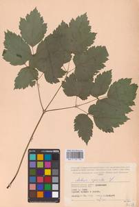 Actaea spicata L., Eastern Europe (no precise locality) (E0)