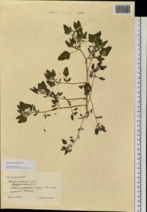 Chenopodium acerifolium Andrz., Siberia, Central Siberia (S3) (Russia)