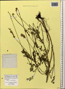 Onobrychis arenaria subsp. miniata (Steven)P.W.Ball, Caucasus, Krasnodar Krai & Adygea (K1a) (Russia)