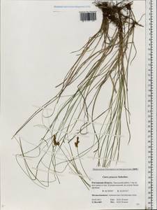 Carex praecox Schreb., Eastern Europe, Rostov Oblast (E12a) (Russia)