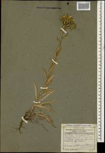 Carlina vulgaris L., Caucasus, Dagestan (K2) (Russia)