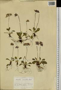 Primula cuneifolia Ledeb., Siberia, Chukotka & Kamchatka (S7) (Russia)