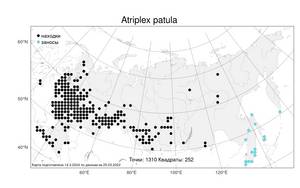 Atriplex patula L., Atlas of the Russian Flora (FLORUS) (Russia)