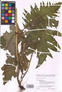Cirsium rivulare (Jacq.) All., Eastern Europe, Central region (E4) (Russia)