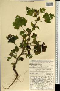 Xanthium strumarium L., Mongolia (MONG) (Mongolia)