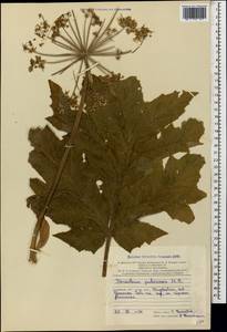 Heracleum pubescens (Hoffm.) M. Bieb., Caucasus, Azerbaijan (K6) (Azerbaijan)