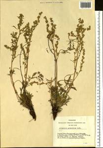 Artemisia pycnorhiza Ledeb., Siberia, Altai & Sayany Mountains (S2) (Russia)