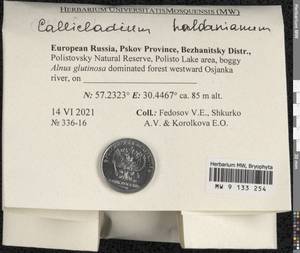 Callicladium haldaneanum (Grev.) H.A. Crum, Bryophytes, Bryophytes - Novgorod & Pskov Oblasts (B5) (Russia)
