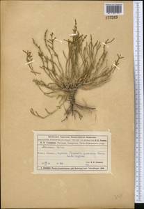 Anabasis salsa (C. A. Mey.) Benth. ex Volkens, Middle Asia, Muyunkumy, Balkhash & Betpak-Dala (M9) (Kazakhstan)