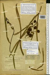 Sparganium erectum L., Eastern Europe, Lower Volga region (E9) (Russia)