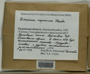 Dicranum scoparium Hedw., Bryophytes, Bryophytes - Middle Russia (B6) (Russia)