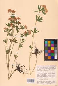 Trifolium lupinaster L., Eastern Europe, Central forest-and-steppe region (E6) (Russia)