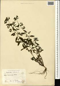 Euphorbia stricta L., Caucasus, North Ossetia, Ingushetia & Chechnya (K1c) (Russia)