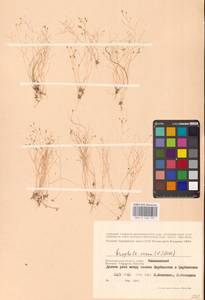 Draba verna L., Eastern Europe, Lower Volga region (E9) (Russia)