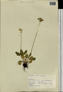 Primula cortusoides L., Siberia, Altai & Sayany Mountains (S2) (Russia)