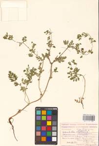 Potentilla supina L., Eastern Europe, Lower Volga region (E9) (Russia)