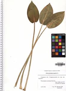 Alisma plantago-aquatica L., Eastern Europe, Middle Volga region (E8) (Russia)