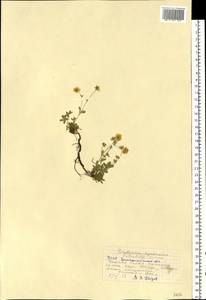 Potentilla aurea L., Eastern Europe, West Ukrainian region (E13) (Ukraine)