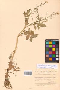 Cardamine yezoensis Maxim., Siberia, Russian Far East (S6) (Russia)