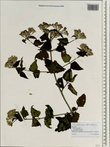 Chromolaena odorata (L.) R. King & H. Rob., South Asia, South Asia (Asia outside ex-Soviet states and Mongolia) (ASIA) (Vietnam)