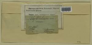 Polytrichum commune Hedw., Bryophytes, Bryophytes - Karelia, Leningrad & Murmansk Oblasts (B4) (Russia)