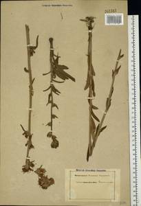 Campanula cervicaria L., Eastern Europe, Central forest-and-steppe region (E6) (Russia)